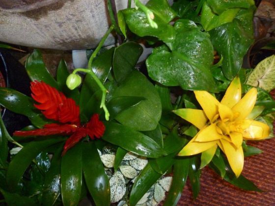 water feature flowers at supattra thai restaurant